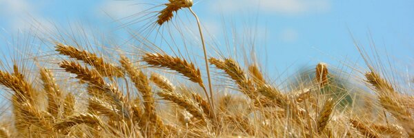 CETAF_Cat Profile Banner