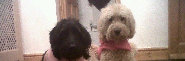 Lulabear's profile banner image
