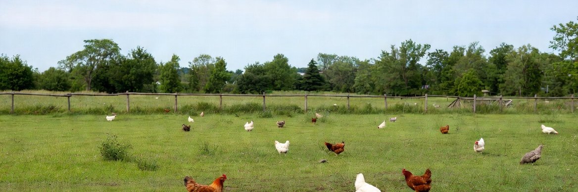 chicken_lives's profile banner image