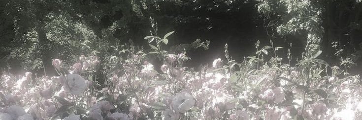 のの banner