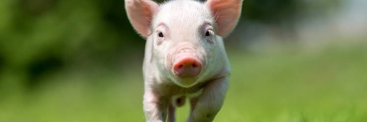 Pig banner