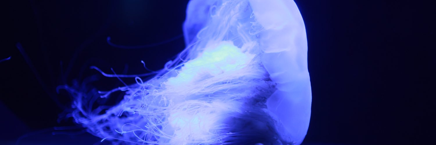 こはる banner