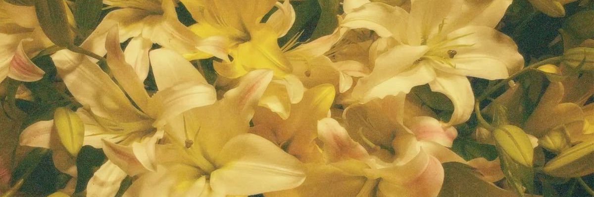 iBloomInYellow🐯 banner
