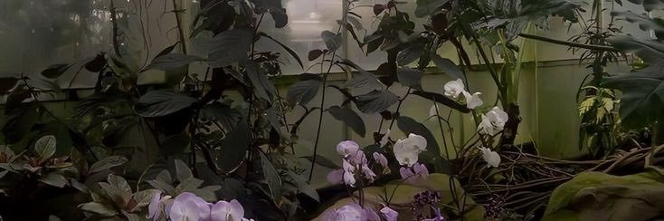 vein banner