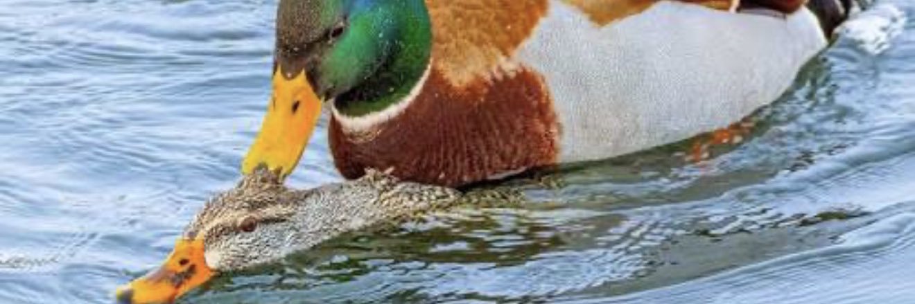 Duck banner