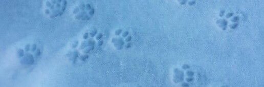 mᥲth - ρυρρყ 🐾 banner