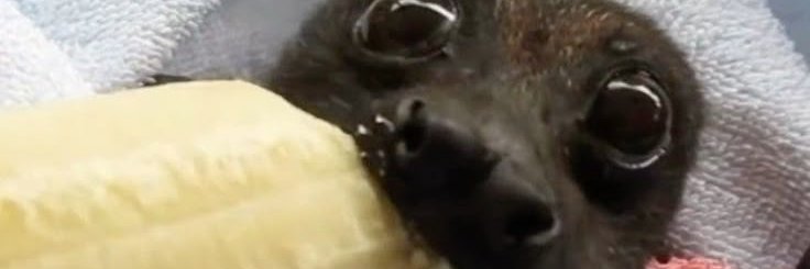 𑣲 • 𝐞𝐥𝐚 🦇🐄 banner