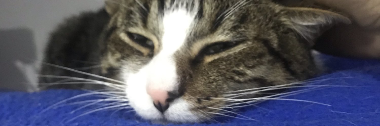 danilloskate's profile banner image