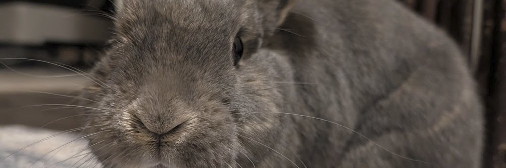 Leonardo🐇📈's banner