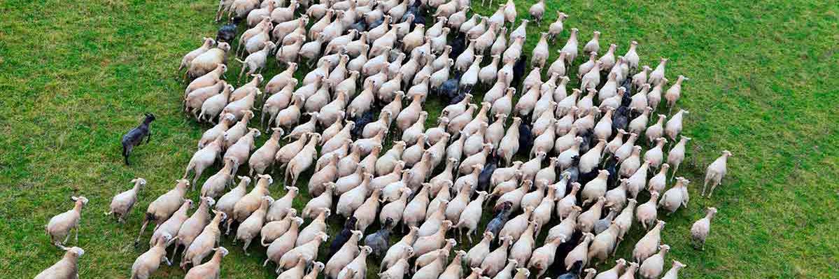 sheep banner