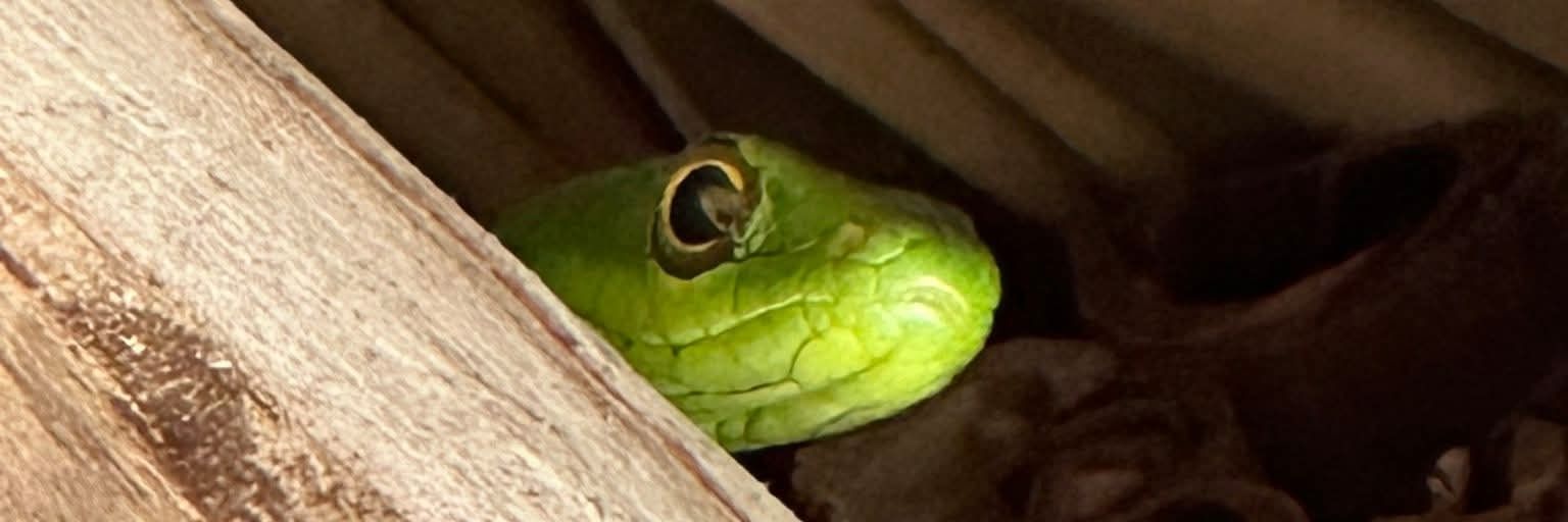 Snakes🐍 banner