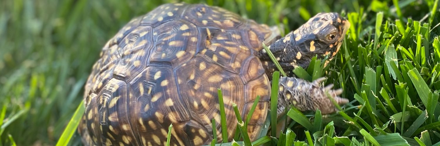 Turtle banner