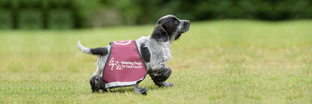 Hearing Dogs for Deaf People's banner