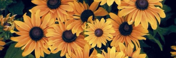 janamfonseca's profile banner image