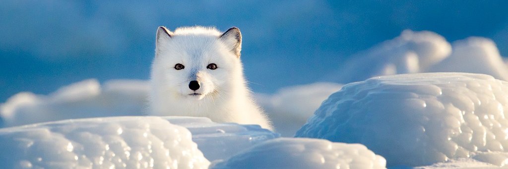 Arctic Fox banner