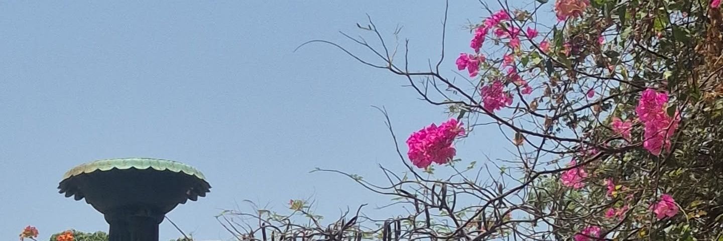 pinky banner