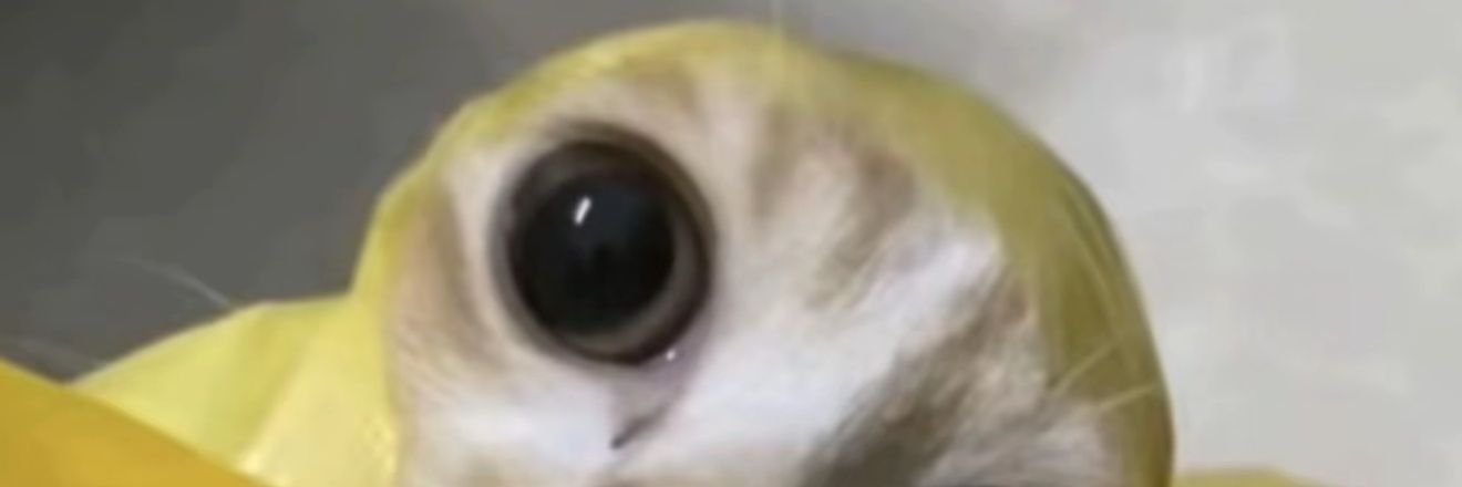 Jenieysa's profile banner image