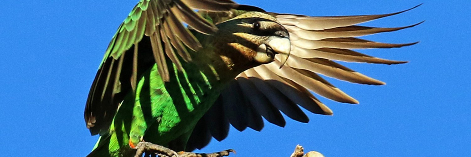 Cape Parrot Project banner