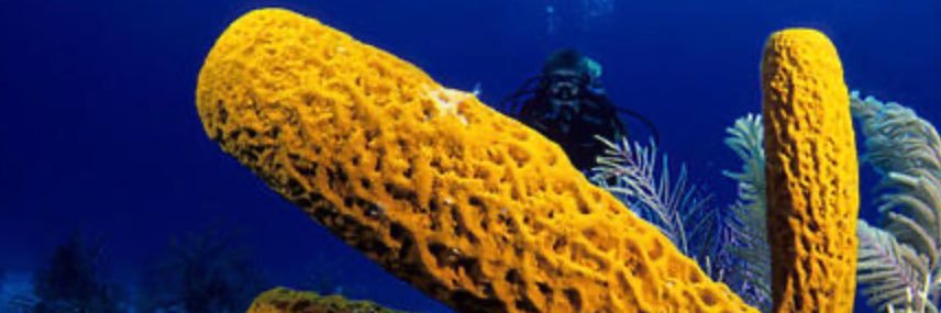 Sea Sponge banner