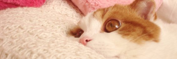 neco2's profile banner image