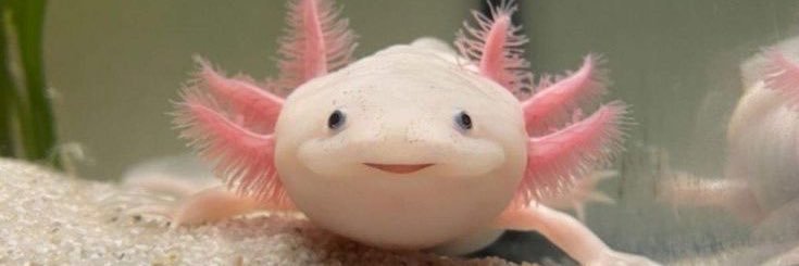 Axollotl banner