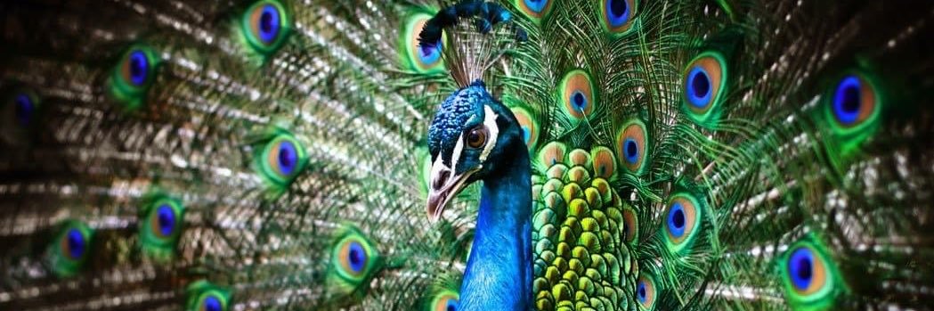 peacock banner