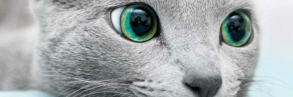 GerrArdHofmann's profile banner image