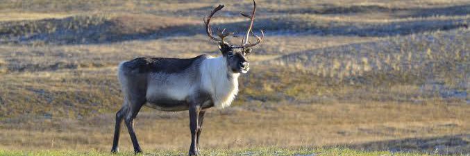 Reindeer banner