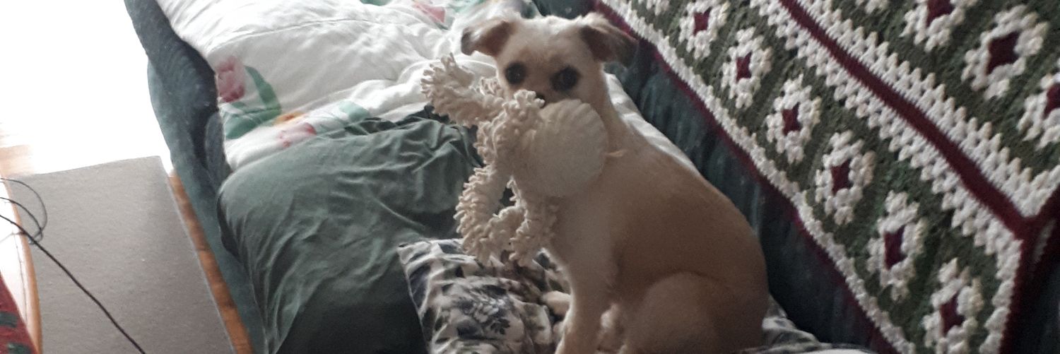 HannahdaSnowdog's profile banner image