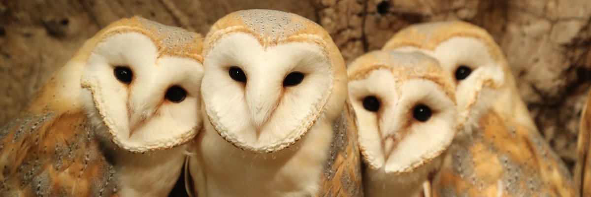 markcashenden's profile banner image