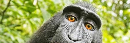 Monkey banner