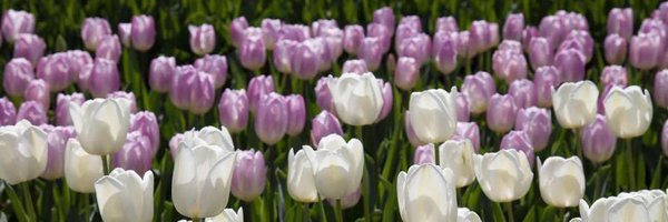 zaracottrill Profile Banner