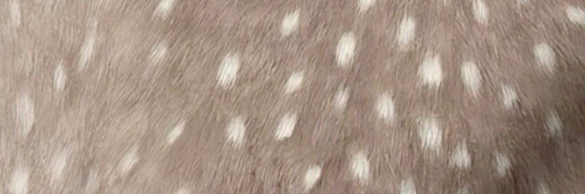 bambi 🪽 banner