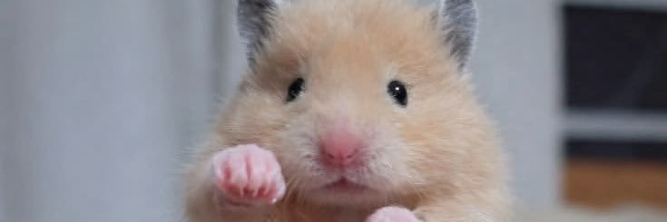 hamcus1004's profile banner image