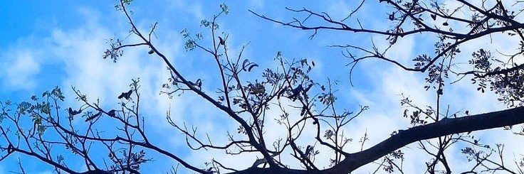 janebluesky's profile banner image