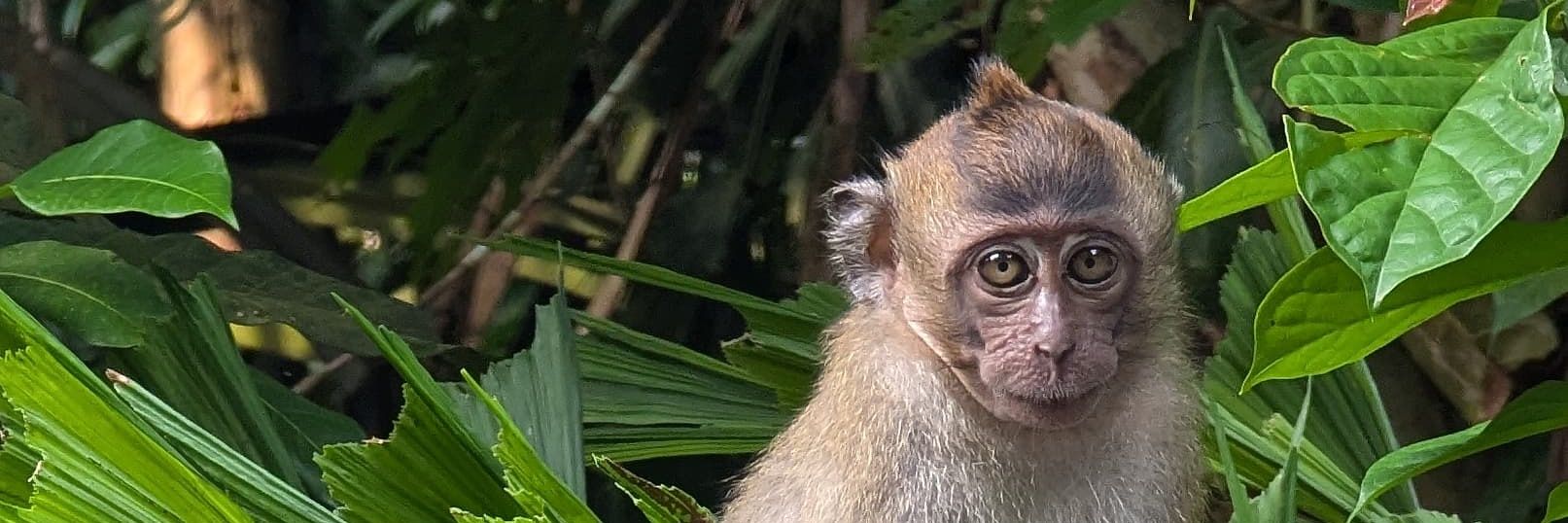 Evan Ritchie Bare Leg Bunny Ver. banner