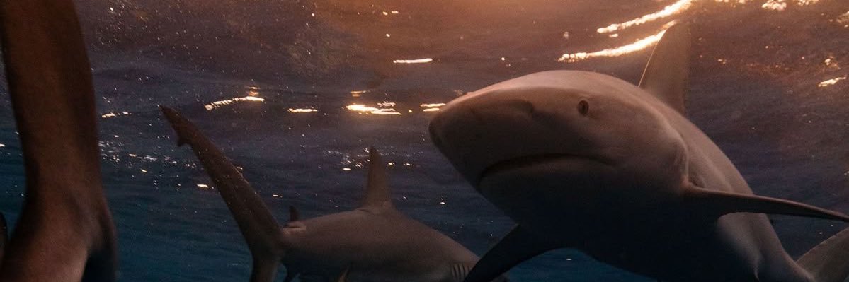Blue || shedtwt banner