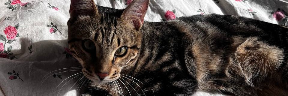 BarnySolCat's profile banner image