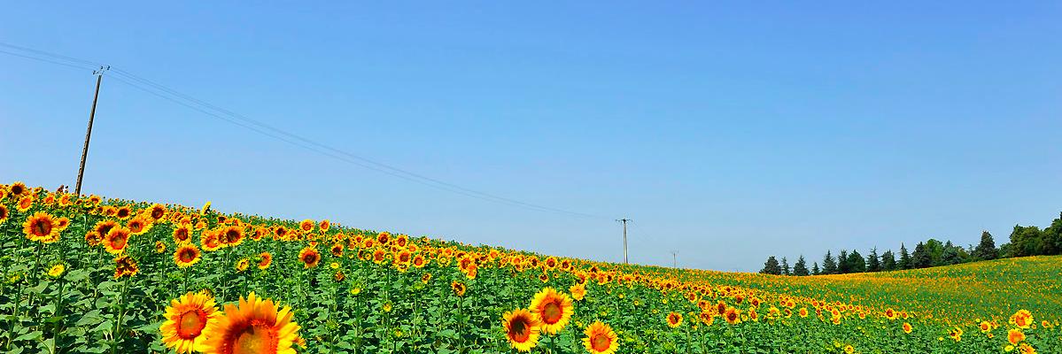 beerOMAE's profile banner image