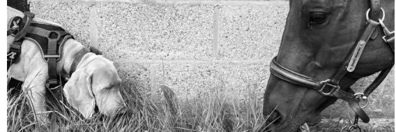 Adam banner
