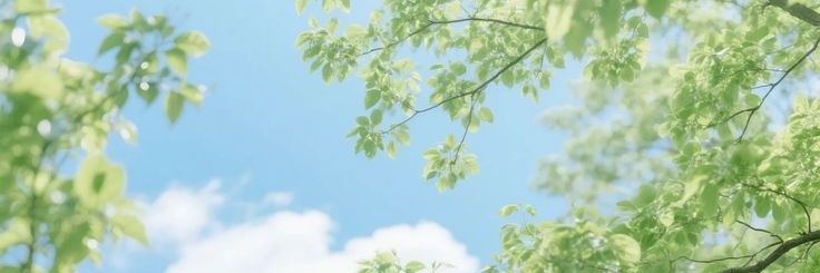 mira 𑣲 banner