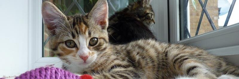 kaywyeth's profile banner image
