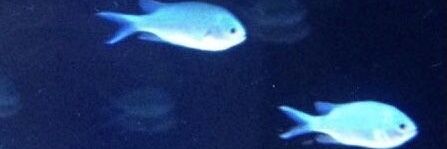 papur1ka_00 banner