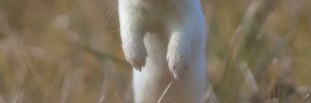 犬狐Oi banner