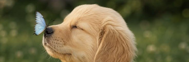 royaledogs's profile banner image
