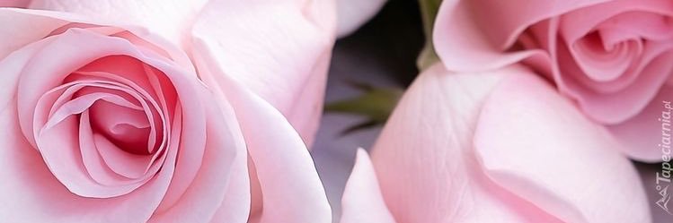 chytra_widy's profile banner image