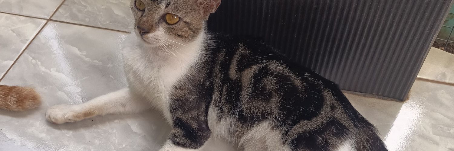 jejak si cechev banner