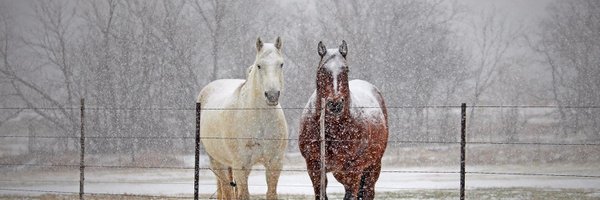 drysdales Profile Banner