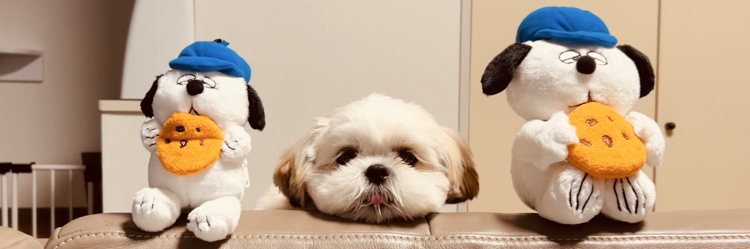 シーズーのオラフくん🐶 banner
