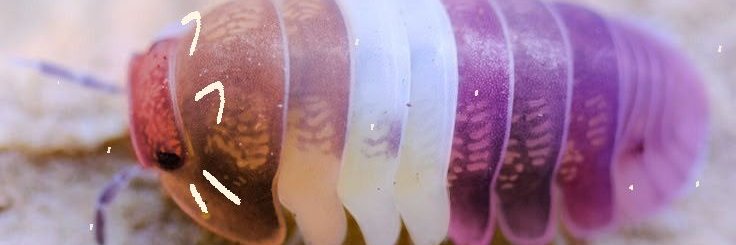 Duldul🐛 banner